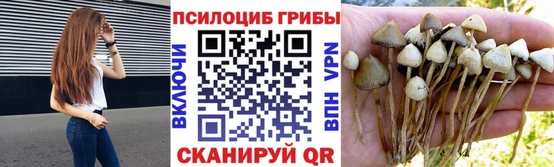 блэк спрут ссылки  Гдов  Псилоцибиновые грибы Psilocybe  что такое наркотик 